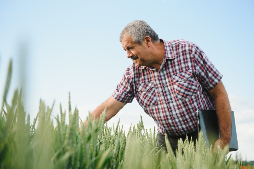 Agricultural engineer at the field inspection. Farmer stands in wheat field with folder in hands