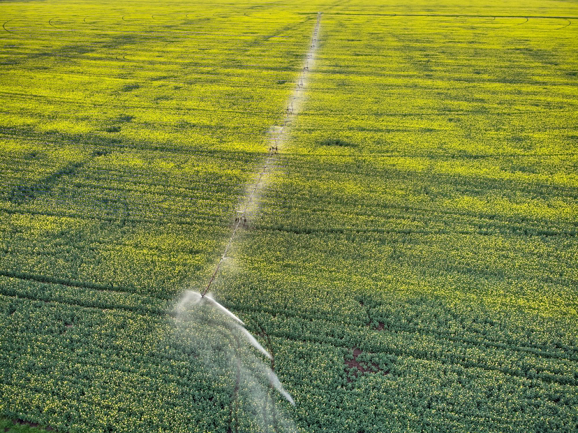 Center pivot irrigation system on a yellow rapeseed field aerial view