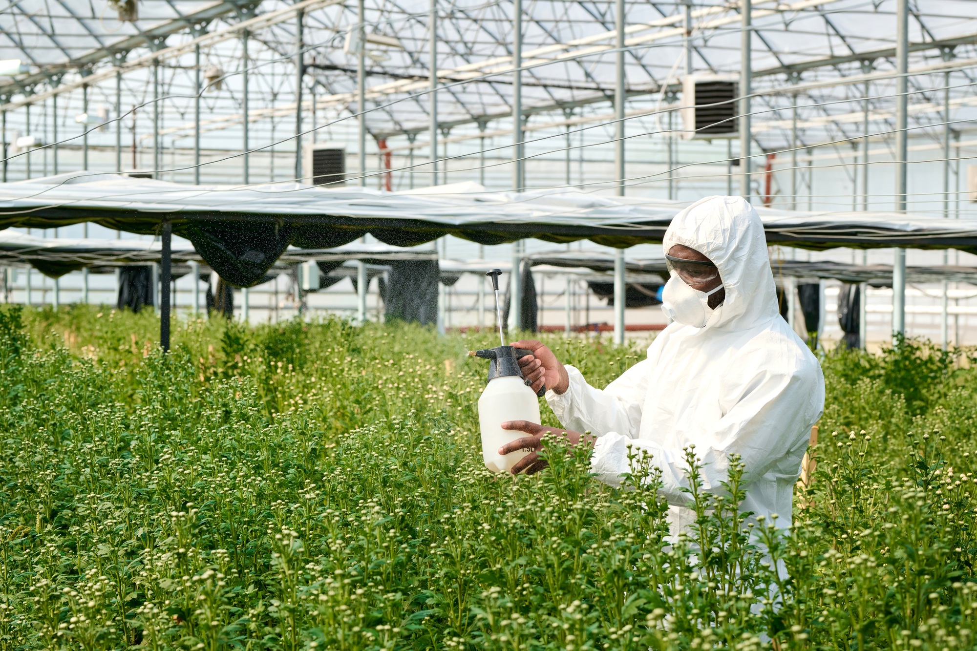 Worker Spraying Plants with Fertilizer