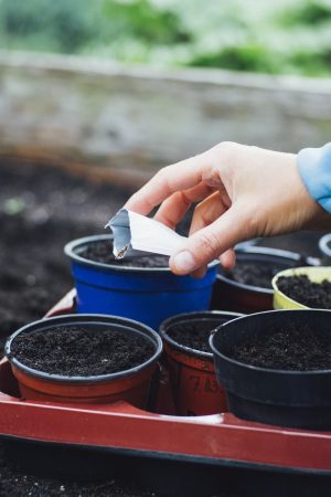 Farmer adding pesticides in the soil for plantations
