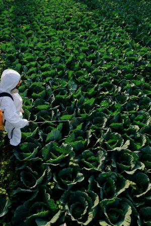 Female gardener in a protective suit and mask spray fertilizer